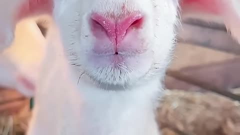 Little Goat is very dramatic 🤣🤣🐏#goat #goats #goatsoftiktok #funnyvideo #funnypets