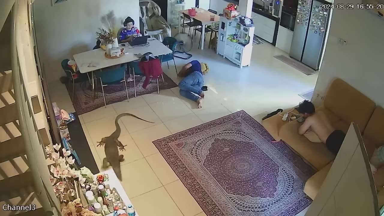 Wild Animals Invading Cities Caught on Camera