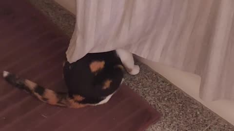 😂🐾 Pebbles' Hilarious Hide Under the Shower Curtain! | FunFM