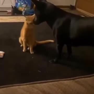 Never underestimate an orange cat.. 😂