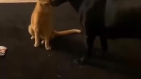 Never underestimate an orange cat.. 😂