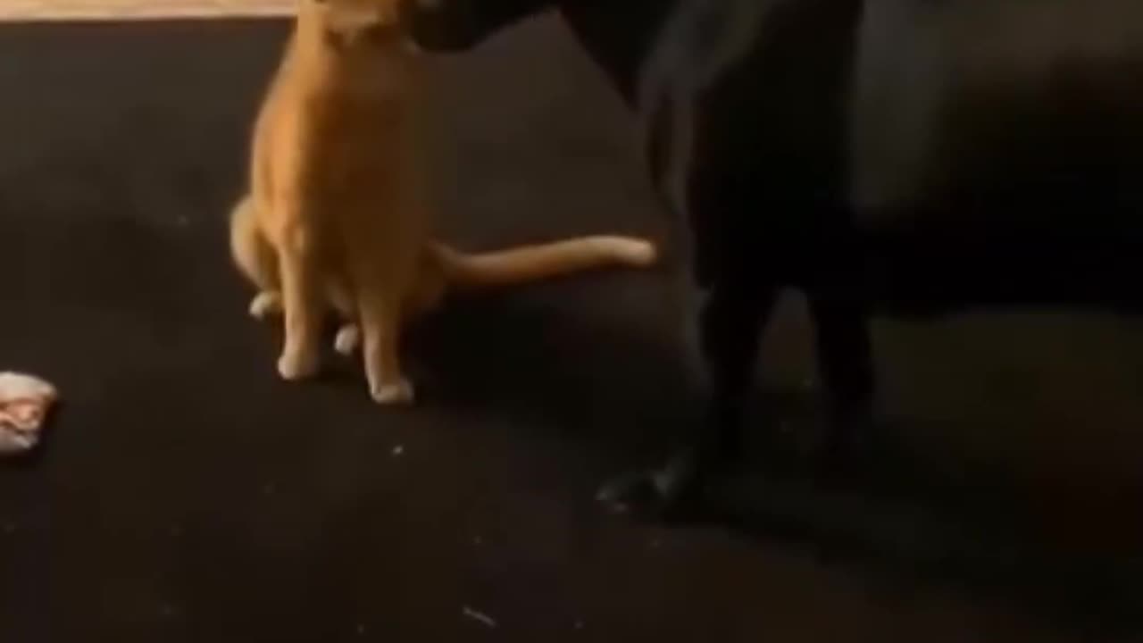Never underestimate an orange cat.. 😂