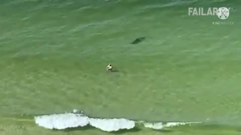 funny animal videos 2022