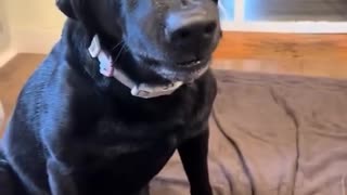 How could ANYONE be mad at that face