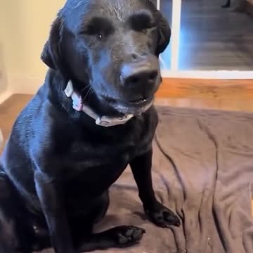 How could ANYONE be mad at that face