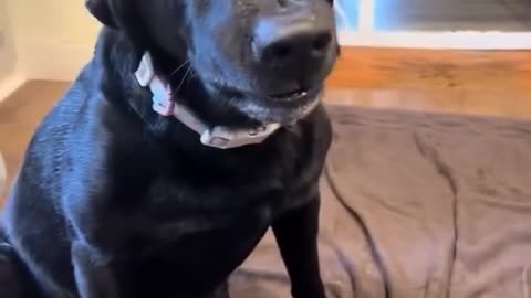 How could ANYONE be mad at that face