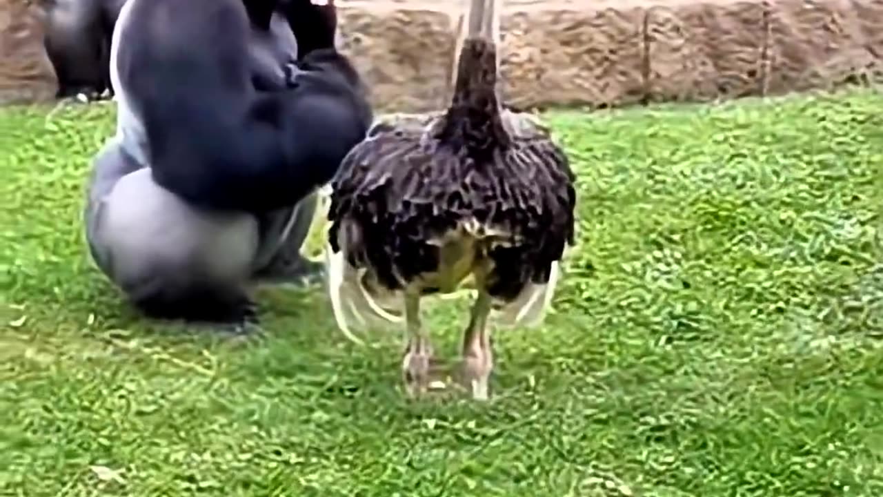 Gorilla Got Embarrassed