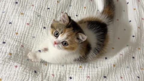 Little kitten, what are you thinking about？