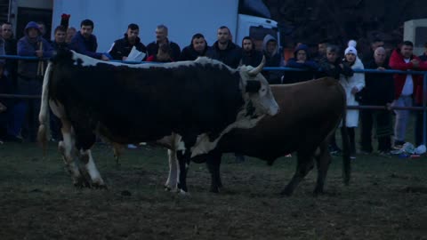 Džek od Mahmutovića vs Medonja Braće Palalić Zimča 2025