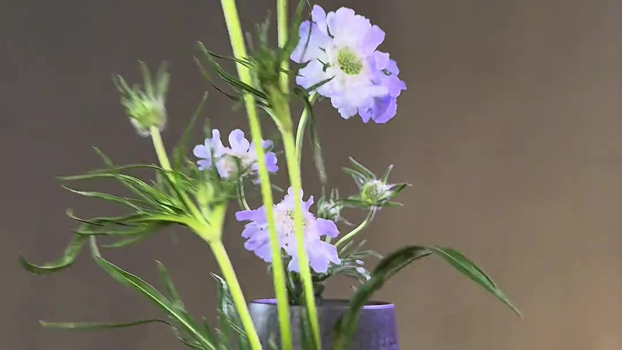 Flowers set-up