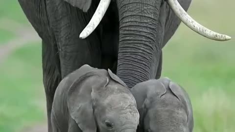 Elephant family