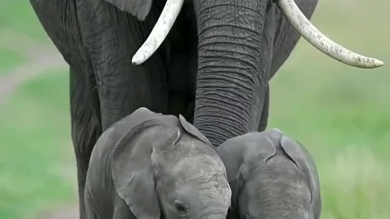 Elephant family