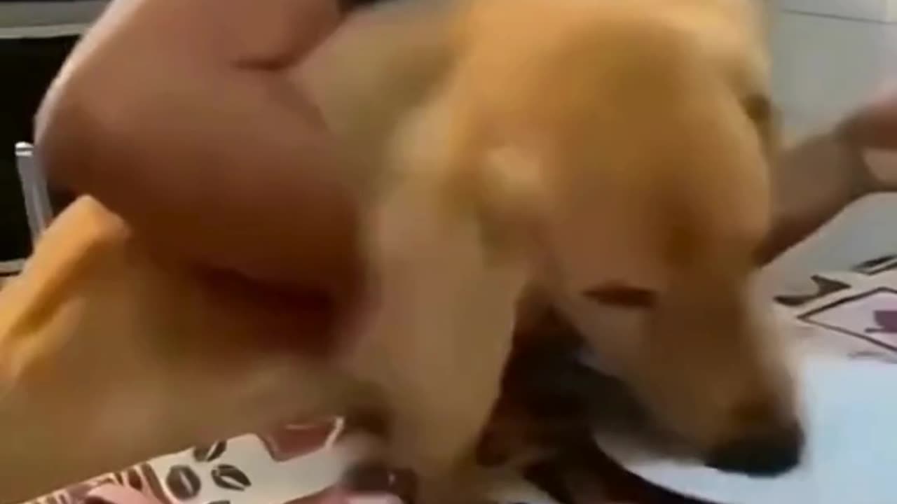 FUNNY ANIMAL COMPILATIONS - PART 24