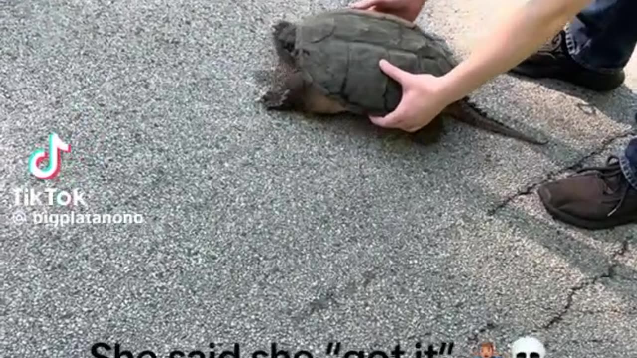 how does a turtle cause someone to pass out?