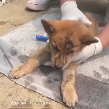 Puppy Found Nearly Dead: A Fight for Life 💔🐶 Congratulations to the Rescue Heroes! 🙏❤️