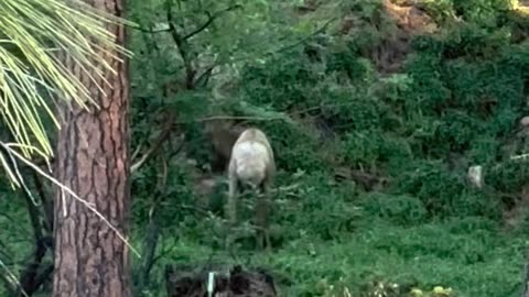 Elk Spotted Dancing in the Forest