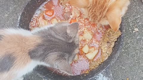 cats eat