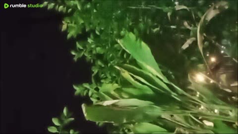 ASMR NIGHT RAIN ACCOMPANIES SLEEP