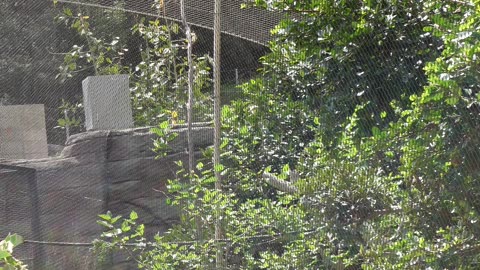 Ring Tailed Lemurs at The San Diego Zoo