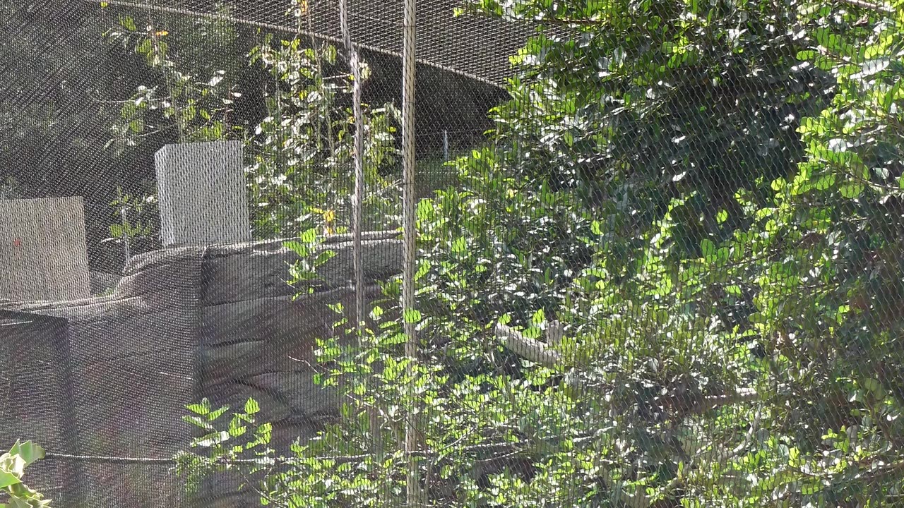 Ring Tailed Lemurs at The San Diego Zoo