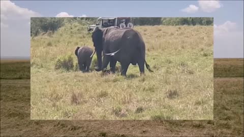 Safari Maasai in Mara, Kenya, Africa