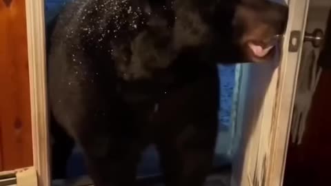 “Bear Hit by Car—Family Rushes to Save Its Life”