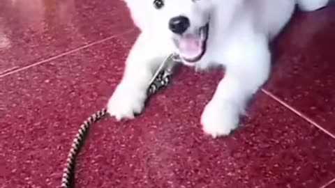 1 month puppy barking voice Pomeranian