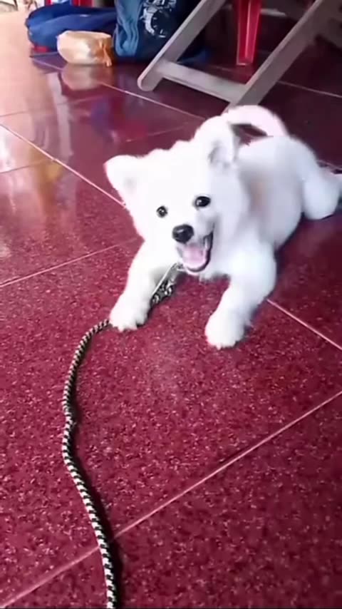 1 month puppy barking voice Pomeranian