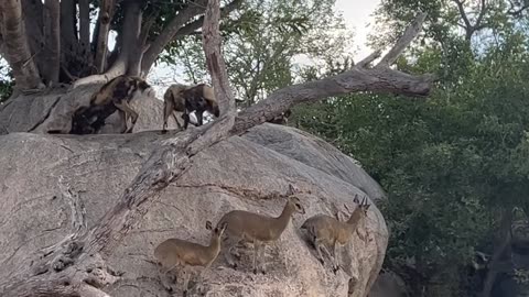 Edge-of-Cliff Showdown: Wild Dogs vs Agile Klipspringers