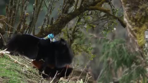 “Wild Himalayas: Exploring the Secret Life of the Red Panda”