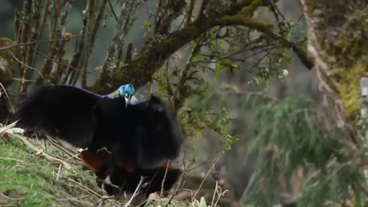 “Wild Himalayas: Exploring the Secret Life of the Red Panda”