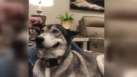 FUNNIEST🤣 DOG 🐕 VIDEOS OF 2025