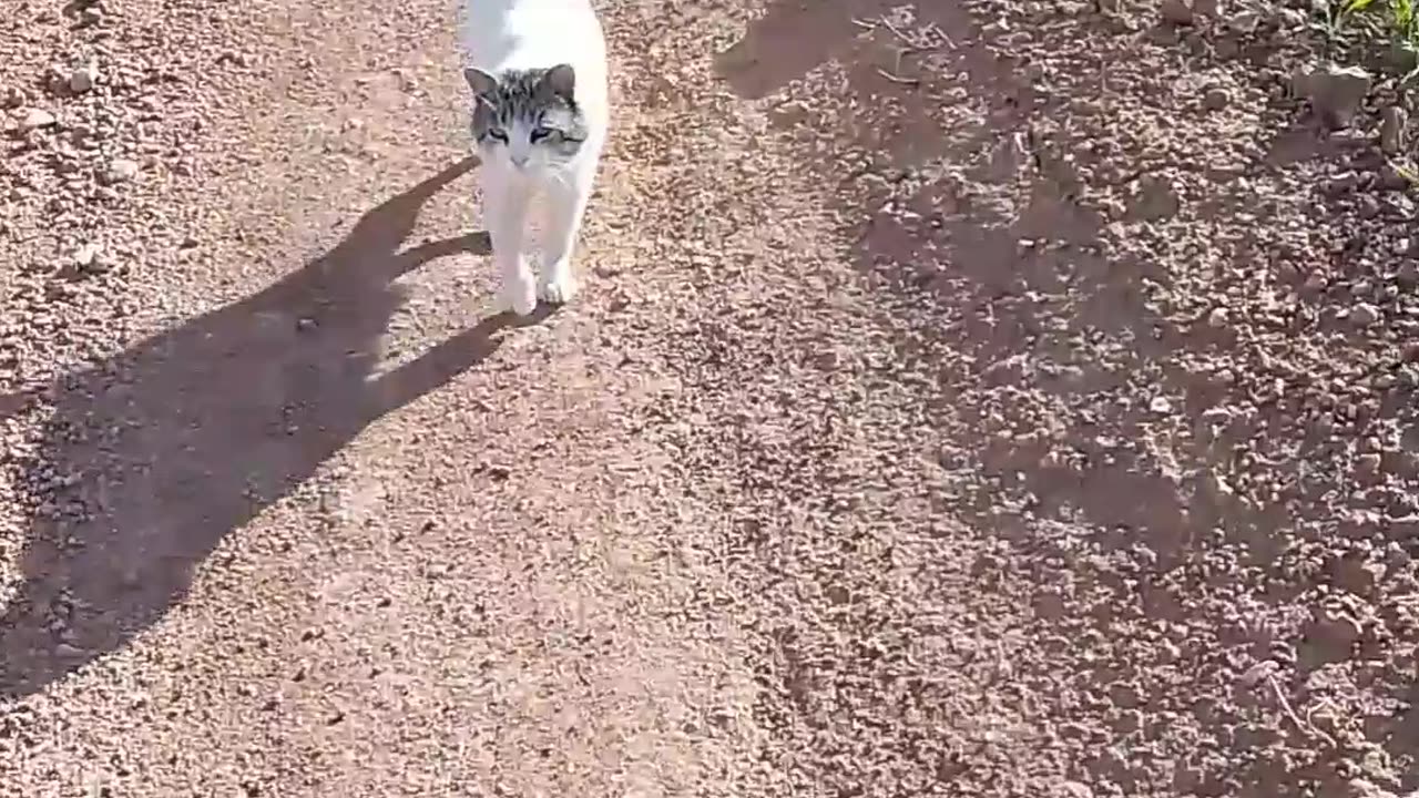 Cute Cat 😺
