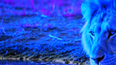 Kofi the Lion: Crushed by a Crocodile, Saved by Hope