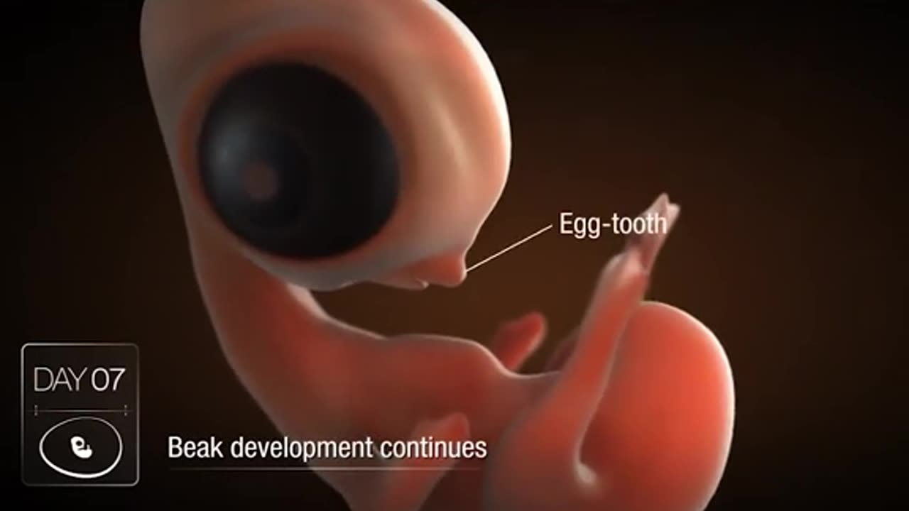 Chicken Embryo Development 3D Animation