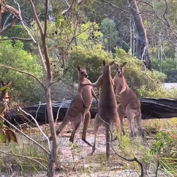 Kangaroos fighting in Australia 🇦🇺