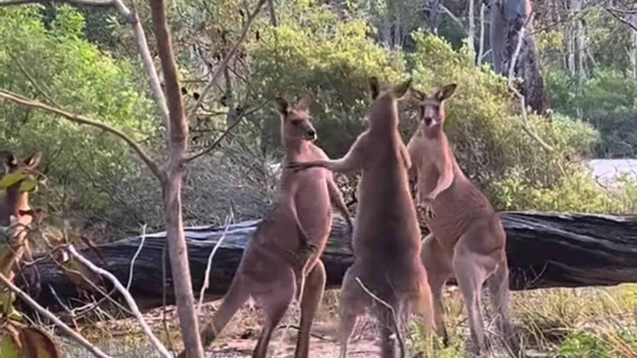 Kangaroos fighting in Australia 🇦🇺