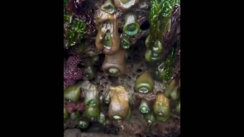 These creatures are sea squirts (read below the clip) they look like a penis , right