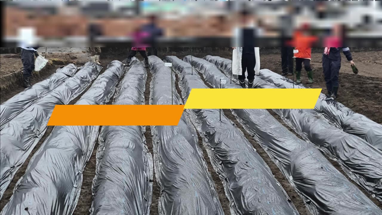 R7 じゃがいも植え 広島