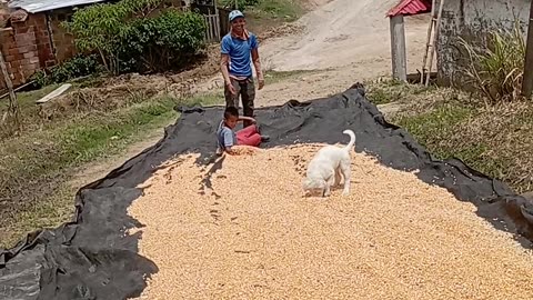 Agricultural Engineer Implements New Corn Drying Technique