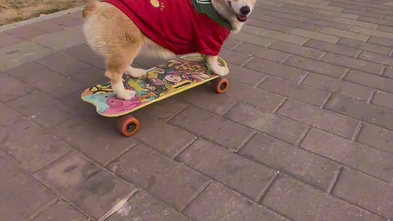 The puppy loves to skate down the stairs #dog