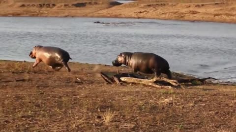 Two Bull Hippos Face Off in Watering Hole over Mating Rights
