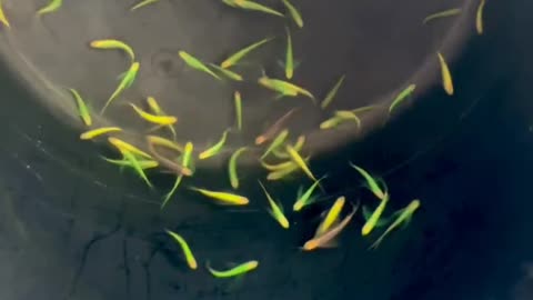 New fish video