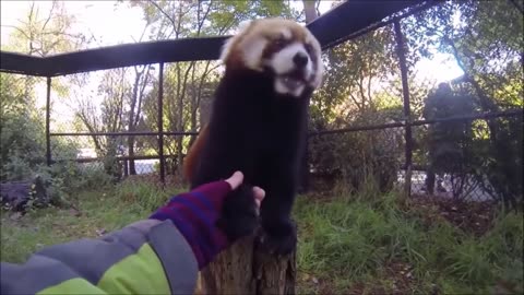 Cutest Red Panda Moments 🐾 | Funny Antics & Playful Clips You’ll Love!