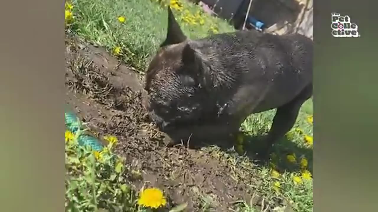 FUNNIEST Pets of 2024...So Far 😂 | BEST Compilation