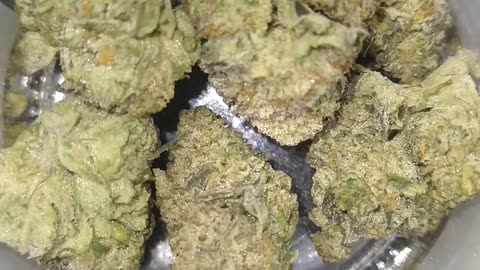 Strain Lemon Patries short