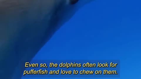 Dolphins and Phufferfish 🐳🐟