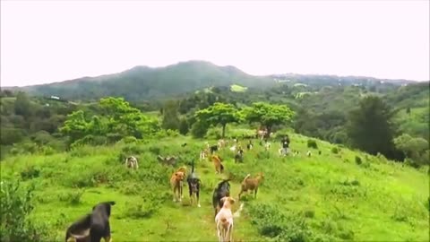 Territorio de Zaguates "Land of The Strays" Dog Rescue Ranch Sanctuary in Costa Rica