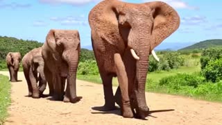 saiu elefante no jogo bicho