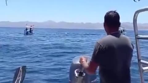 Must Watch: Viral video shows orca's stunning leap during dramatic dolphin hunt
